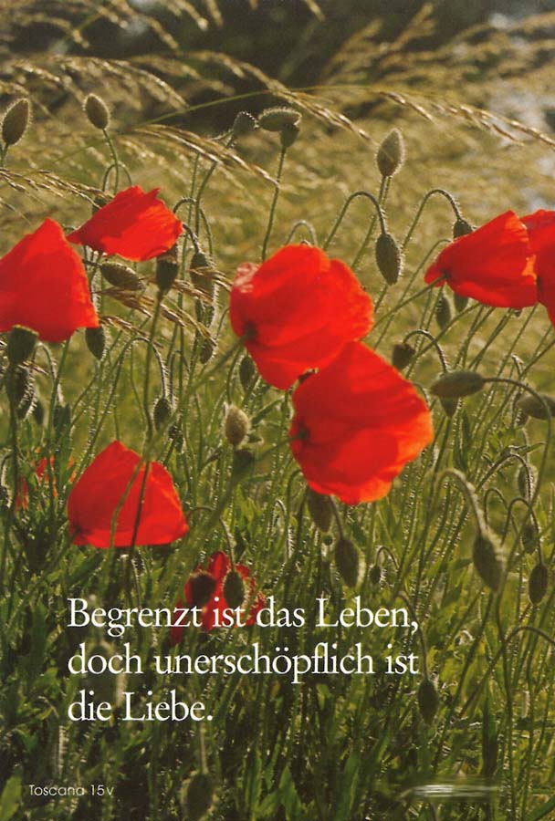 Trauer Erinnerungs-Bildchen Karte mit rotem Klatschmohn und Gräsern - Rückseite mit Spruch