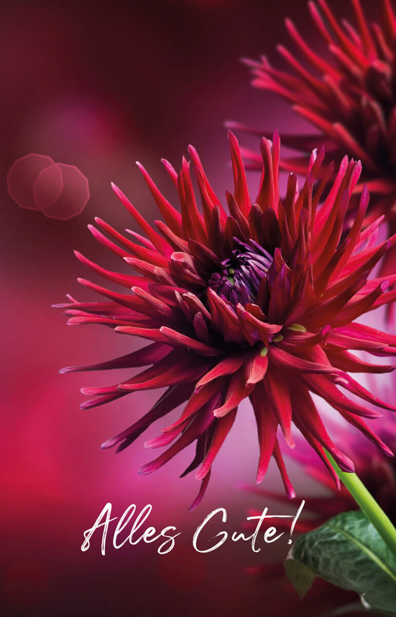 Der Hintergrund und die Dahlienblüte sind in kräftigem Rot auf die Vorderseite der Karte gedruckt.
