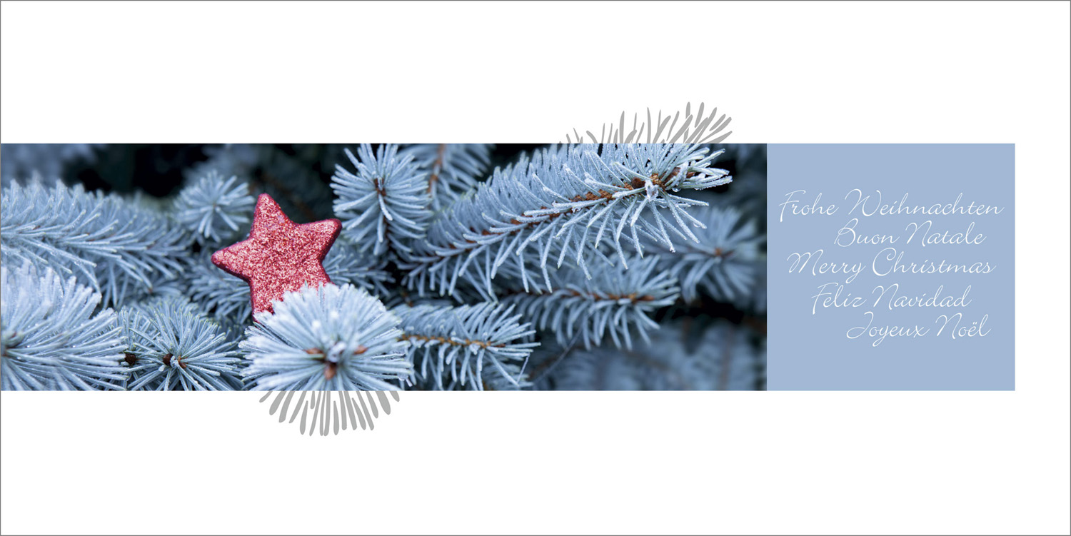 Internationale Weihnachtskarte mit rotem Stern auf Nadelzweig