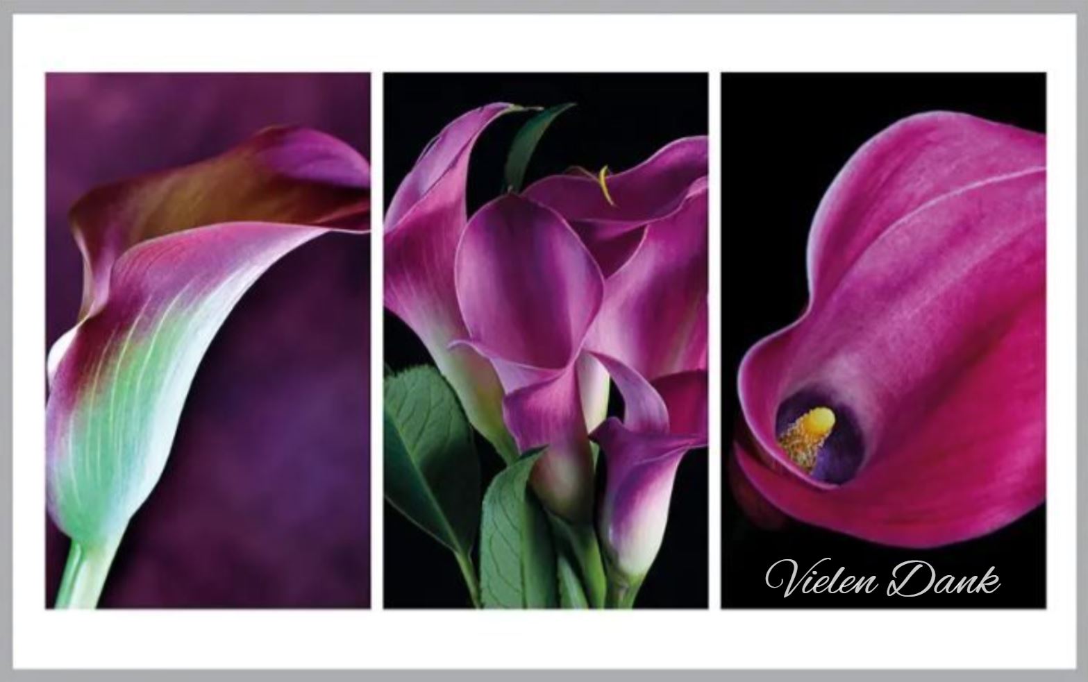 Die Vorderseite der Trauerkarte zeigt drei Nahaufnahmen violetter Calla-Lilien und den weißgrauen Schriftzug "Vielen Dank". Die intensiven Farben und die elegante Form machen diese Dankkarte zu einem besonderen Ausdruck der Danksagung.