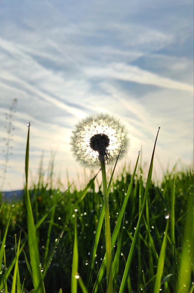 Trauer Erinnerungsbild mit Pusteblume im Gegenlicht der aufgehenden Sonne