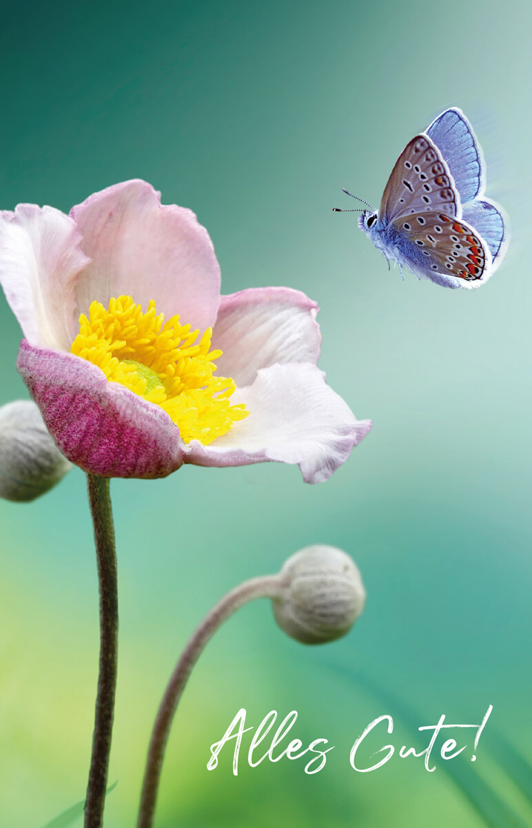 Ein Bläuling fliegt eine rosafarbene Blüte mit gelben Pollen an. Der Hintergrund schimmert mintgrün. In weiß steht der Gruß "Alles Gute!" auf der Karte.