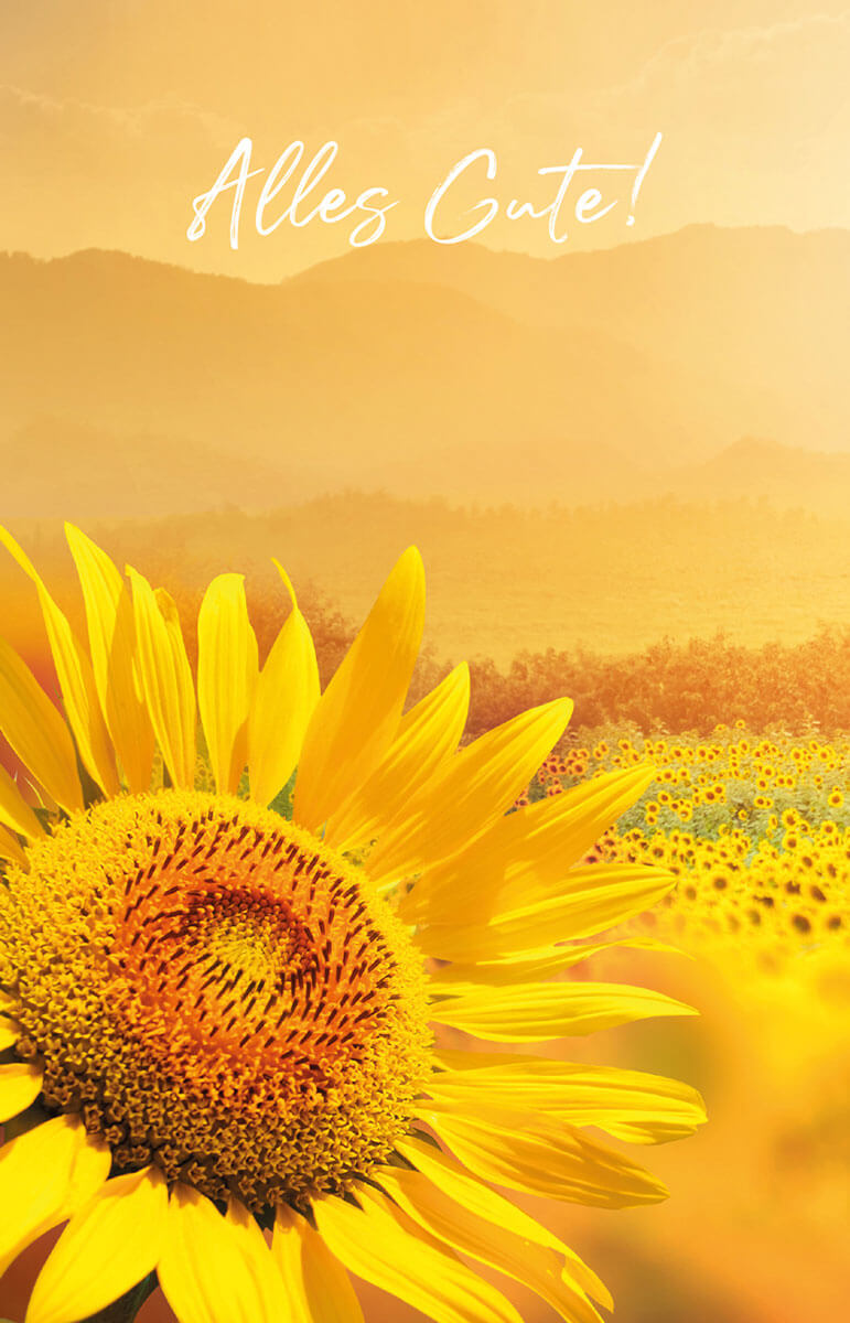 Zu dem Gruß "Alles Gute!" ist ein Feld mit blühenden Sonnenblumen auf die Vorderseite der Glückwunschkarte gedruckt.